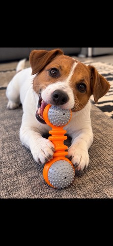 Orange teething squeak dog - teething,