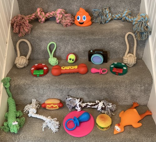 Assorted dog puppy pet - puppy, toy