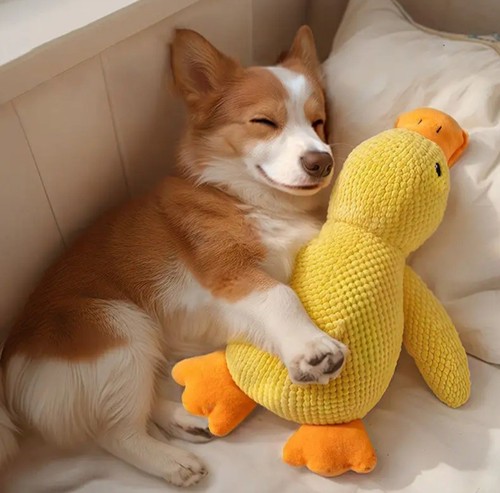 Plush quacking duck dog toy - quacking,